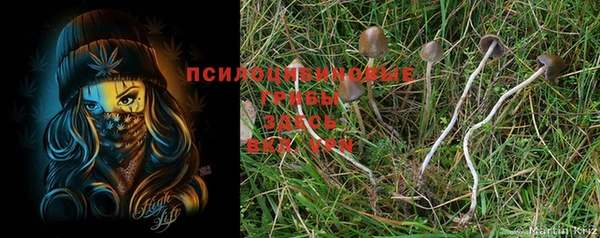 дурь Карпинск